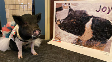 StickTogether Story - Joy The Pig's 10th  Birthday Celebration